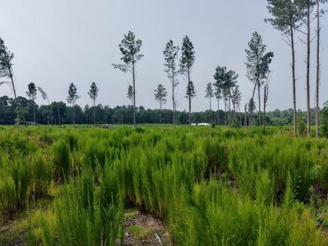 Land for sale in Saint Matthews, South Carolina