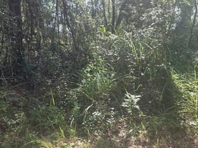 Land for sale in Belleview, Marion County