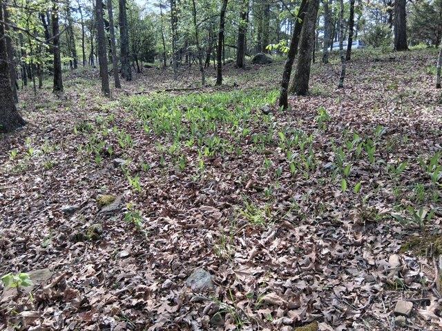 Land for sale in Talihina, Oklahoma