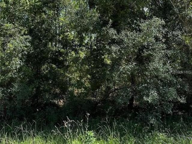 Land for sale in Morriston, Florida