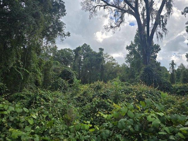 Land for sale in Hawthorne, Florida