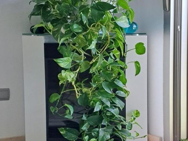 Piso en alquiler en El Pinós, Valencia