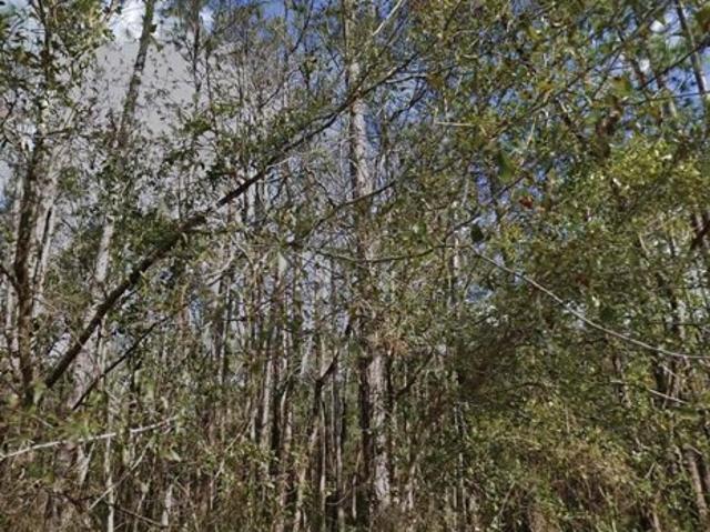 Land for sale in Palatka, Florida
