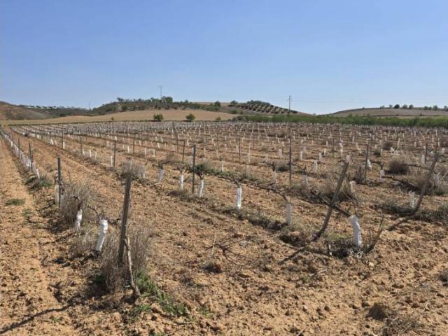 Terreno en venta en Campo de Cariñena, Aragón