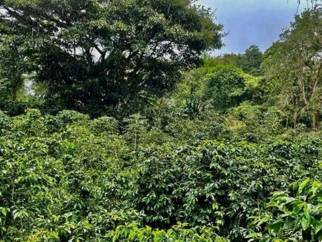Se Vende Espectacular Finca Cafetera en Boquete Ideal para inversionistas