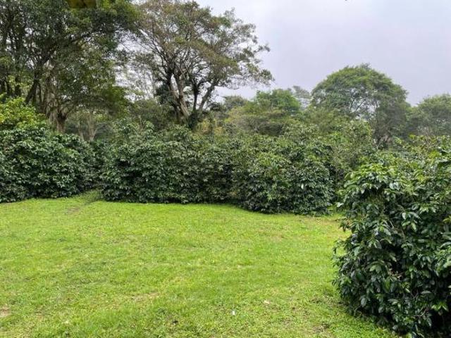 Se Vende Espectacular Finca Cafetera en Boquete Ideal para inversionistas