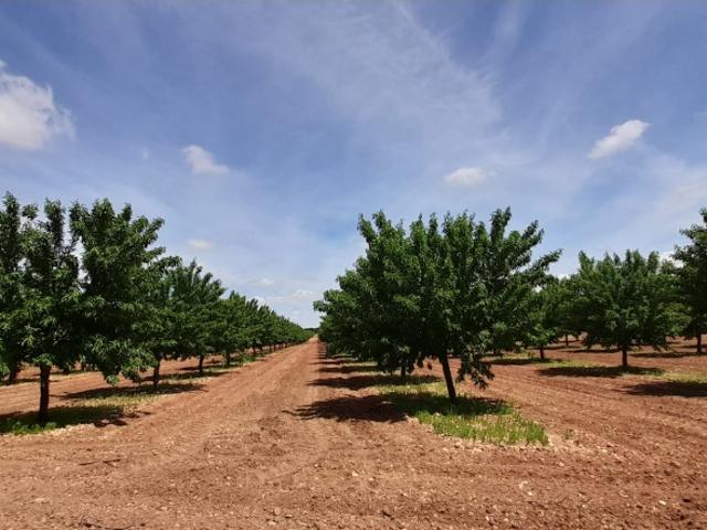 Terreno en venta en Villarrobledo, Castilla-La Mancha