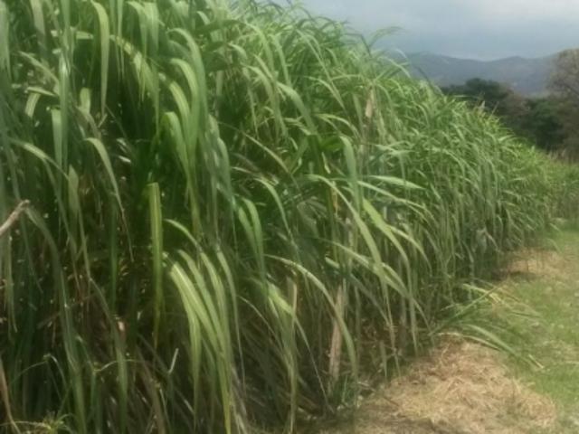 Finca en venta en Lara