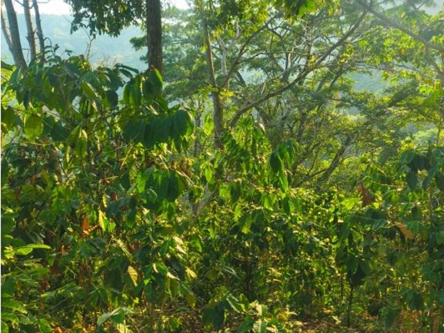 Casa en venta en Biscucuy, Portuguesa