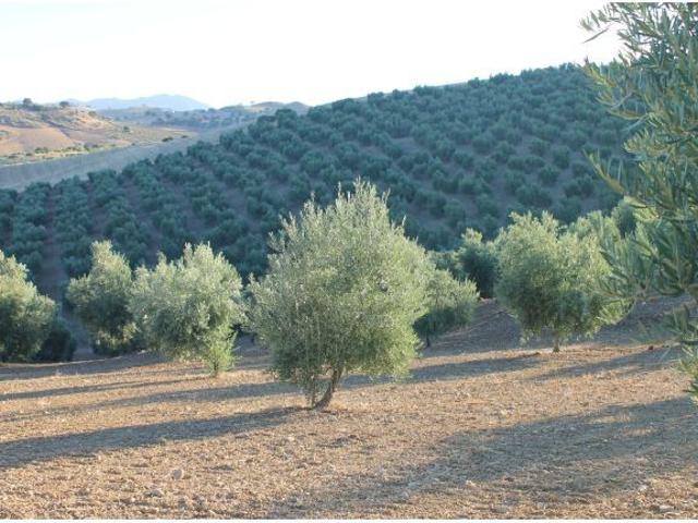 Casa en venta en Sierra de Cádiz, Andalucía