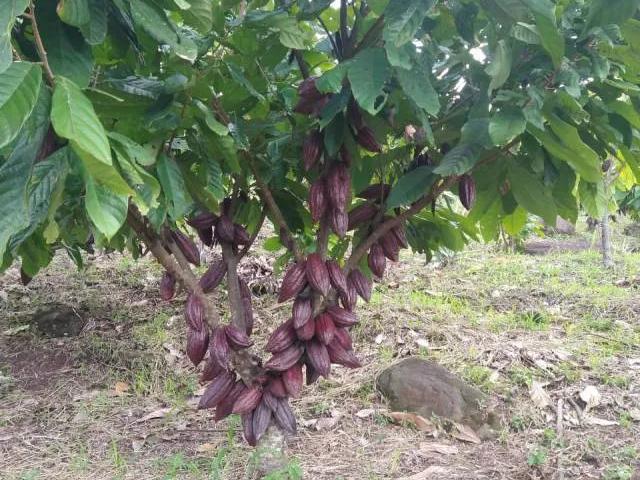 Terreno venta en San Martin