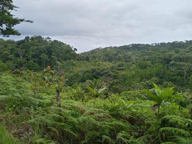 Se Vende Finca en Ciri de Los Sotos Capira Panama