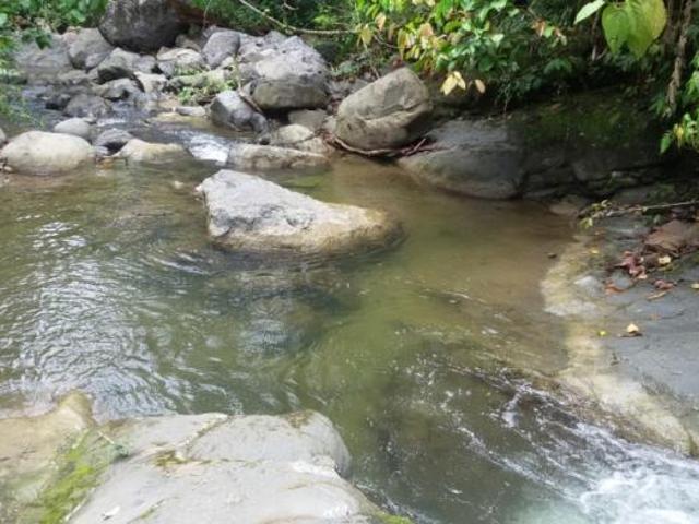 Se vende finca en el sector de las delicias arriba, changuinola