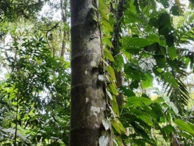 Se vende finca en el sector de las delicias arriba, changuinola