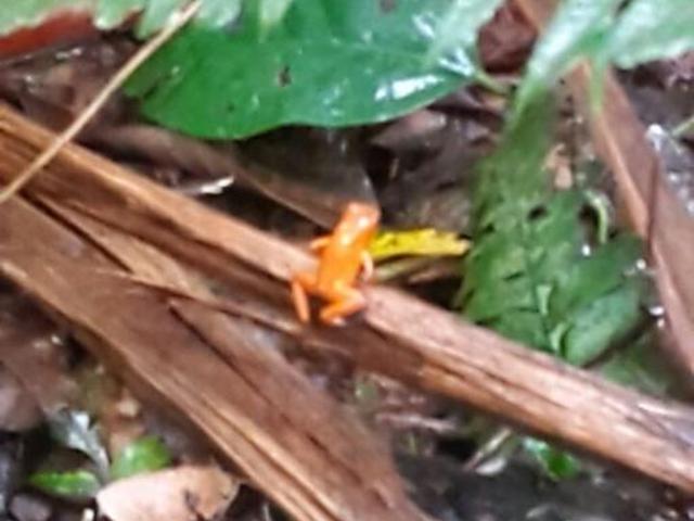 Se vende finca en el sector de las delicias arriba, changuinola