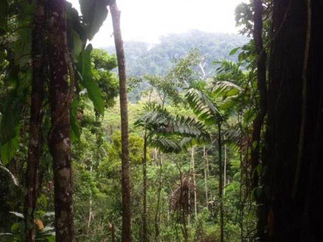 Se vende finca en el sector de las delicias arriba, changuinola