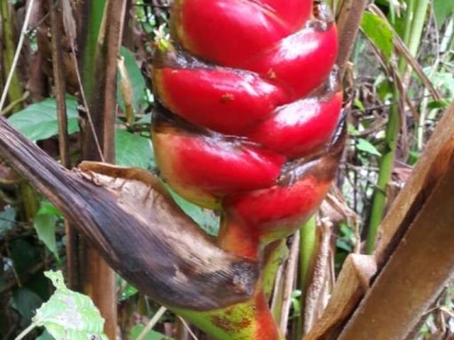 Se vende finca en el sector de las delicias arriba, changuinola