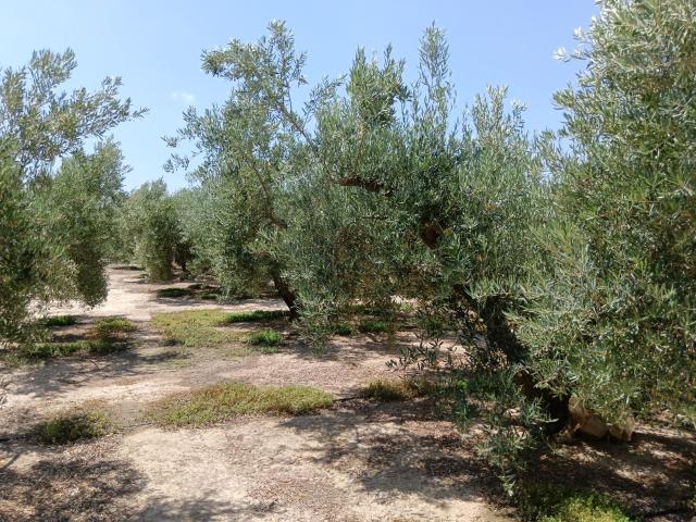 Terreno en venta en La Atalaya, Huércal-overa