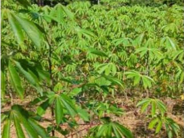Finca en venta en Valencia