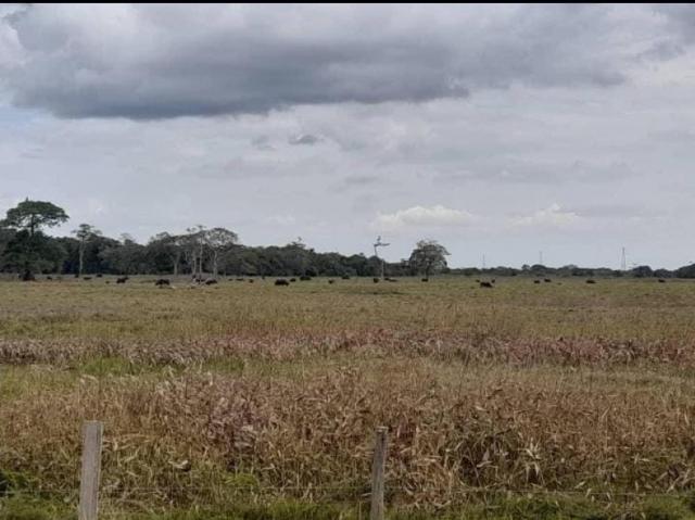 Finca en venta en Barinas