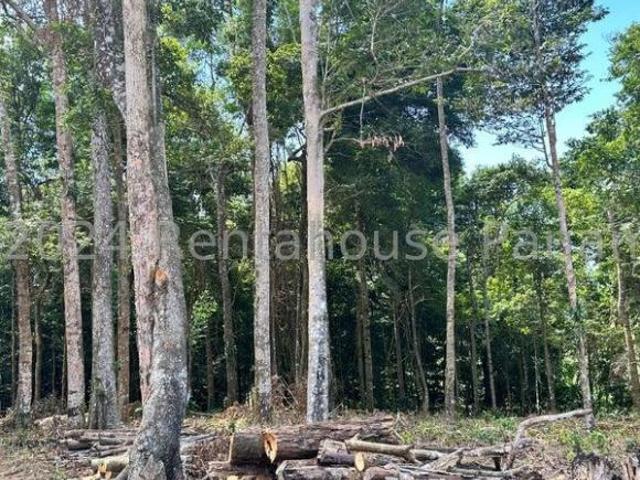 Se Vende Hermosa Finca Agrícola Ganadera en Potrerillos Arriba, 12 Hectareas