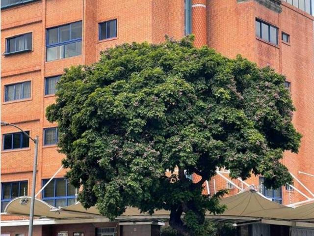 Local Comercial en venta en Miranda, Carabobo