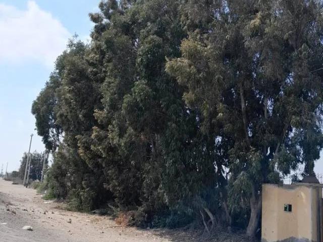 Terreno venta en Pisco, Ica