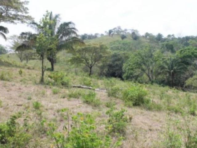 Se Vende ó Se Alquilan 26 Hectáreas en Chilibre