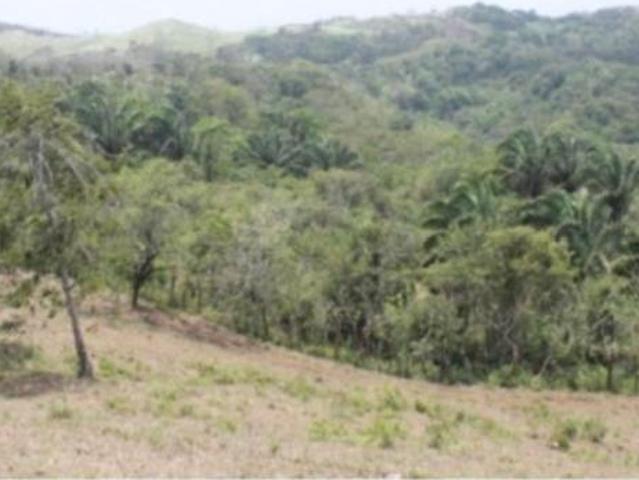 Se Vende ó Se Alquilan 26 Hectáreas en Chilibre