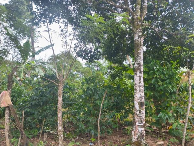 Terreno en venta en Portuguesa