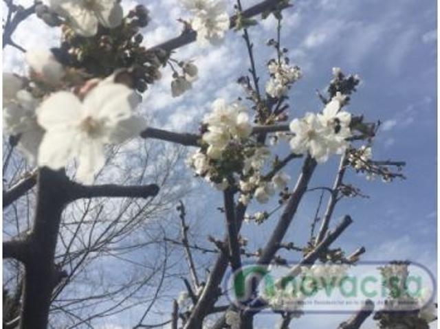 Casa en venta en El Tiemblo, Castilla y León