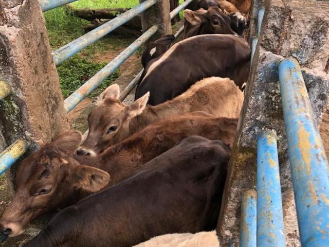 Rancho en venta en Villa Corzo, Chiapas