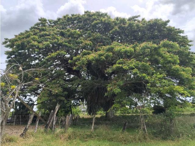 Terreno en venta en Curiepe, Miranda