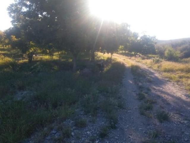 SE VENDE TERRENO CON NOGALES EN PARRAS DE LA FUENTE, COAHUILA