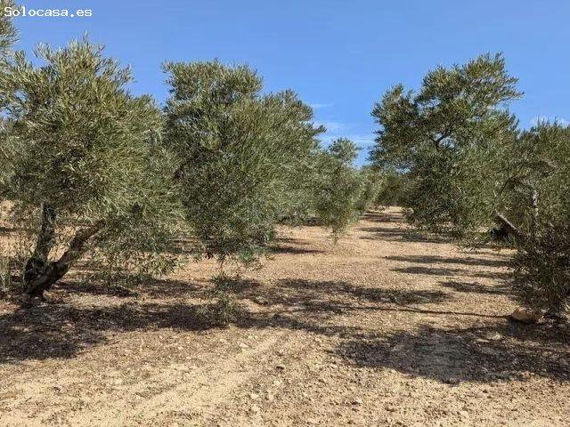 Local Comercial en venta en Los Llanos de Antequera, Antequera