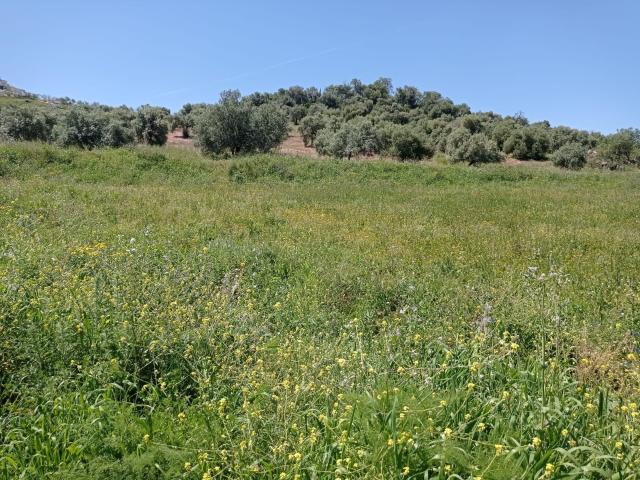 Terreno en venta en Sierra de Cádiz, Andalucía