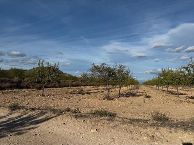 Local Comercial en venta en Casetes de Joan Blanco, el Vinalopó Mitjà / El Vinalopó Medio