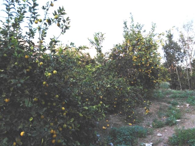 Terreno en venta en Puente Tocinos, Área Metropolitana de Murcia