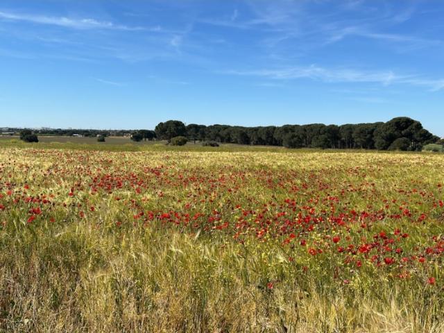 Chalet en venta en Villarrobledo, Castilla-La Mancha