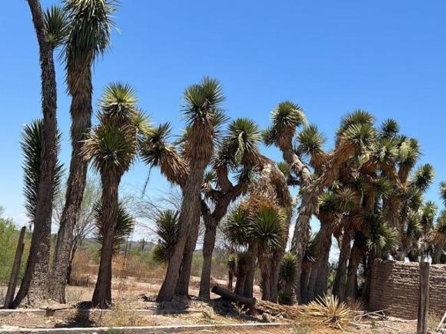 Se venden hectareas en General Cepeda