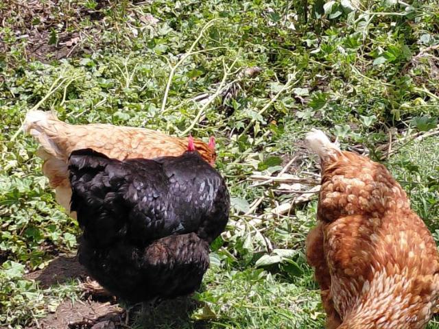 Room for rent in Camerons Creek, Victoria