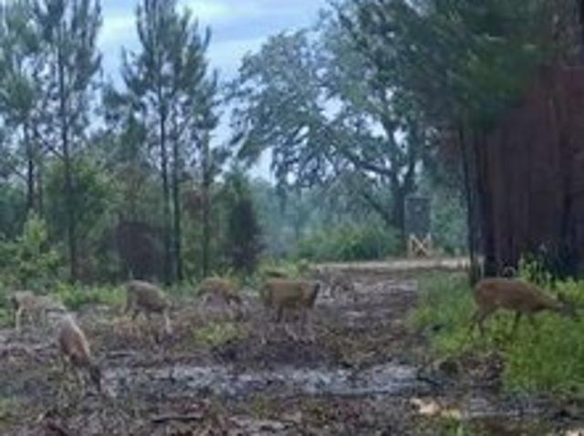 Land for sale in Cottonwood, Alabama