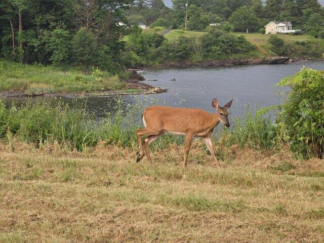 Land for sale in Waldo, Maine