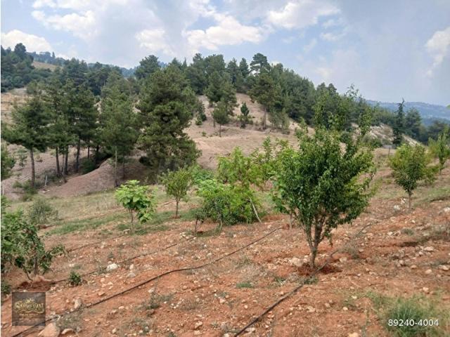 Çamliyayla, Mersin içerisinde satılık mülk