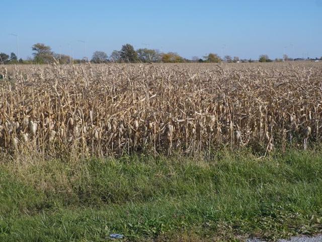 Farm for sale in Gilman, Illinois