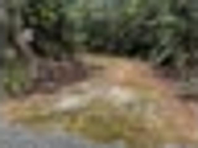 Land for sale in West Coast