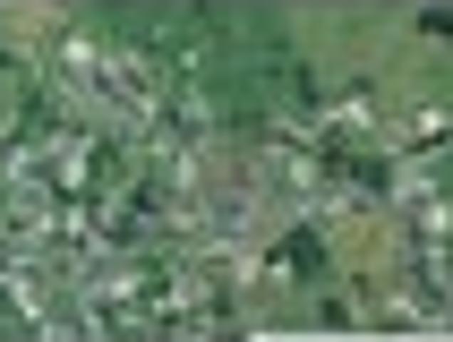 Land for sale in Piopio, Waikato