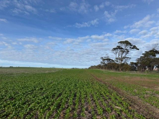 Cottage for sale in Cockaleechie, South Australia