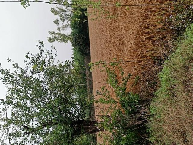 Land for sale in Hariana