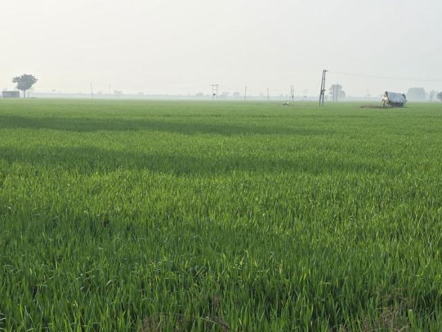 Land for sale in Mohari, Punjab
